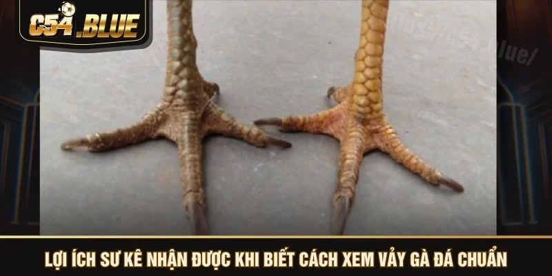 Lợi ích sư kê nhận được khi biết cách xem vảy gà đá chuẩn