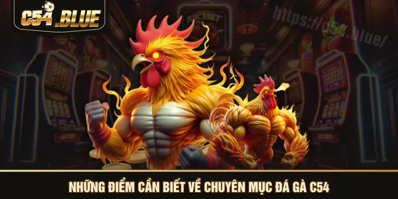 Những điểm cần biết về chuyên mục đá gà C54 Những điểm cần biết về chuyên mục đá gà C54