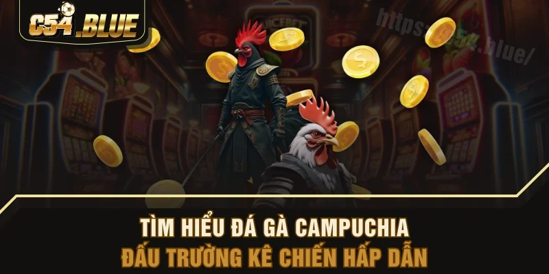 Tìm Hiểu Đá Gà Campuchia - Đấu Trường Kê Chiến Hấp Dẫn